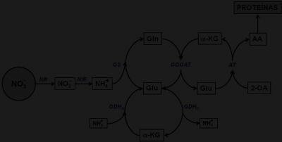 1. INTRODUÇÃO Síntese de aminoácidos: precursores aspartato, glutamina e glutamato Glutamato se destaca como o aminoácido no qual o N é absorvido e assimilado pelas plantas Vários autores confirmam
