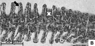 75 Figura 3.7: Cortes longitudinais ao filamento braquial de organismos de P. reticulata expostos as amostras de água coletadas em julho de 2007. A.