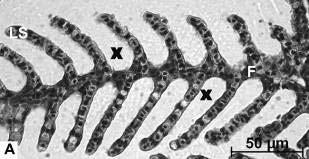 76 Figura 3.8: Cortes longitudinais ao filamento braquial de organismos de D.