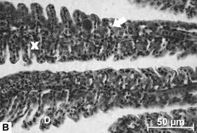 79 Figura 3.11: Cortes longitudinais ao filamento braquial de organismos de P.