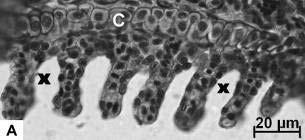 72 Figura 3.4: Cortes longitudinais ao filamento braquial de organismos de D.