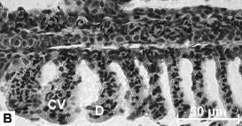 74 Figura 3.6: Cortes longitudinais ao filamento braquial de organismos de D. rerio submetidos a testes com água em julho de 2007. A.