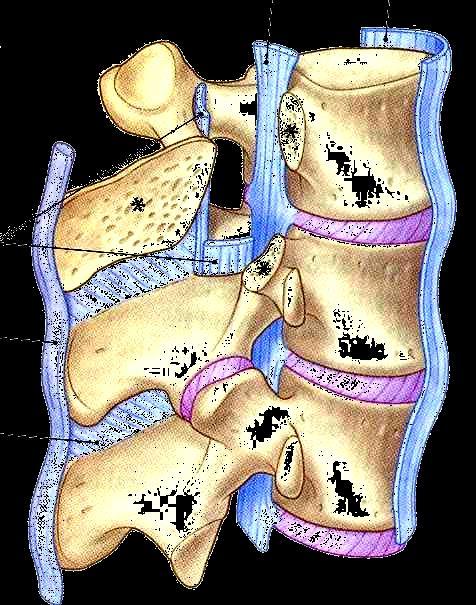 Estruturas anatômicas da coluna vertebral