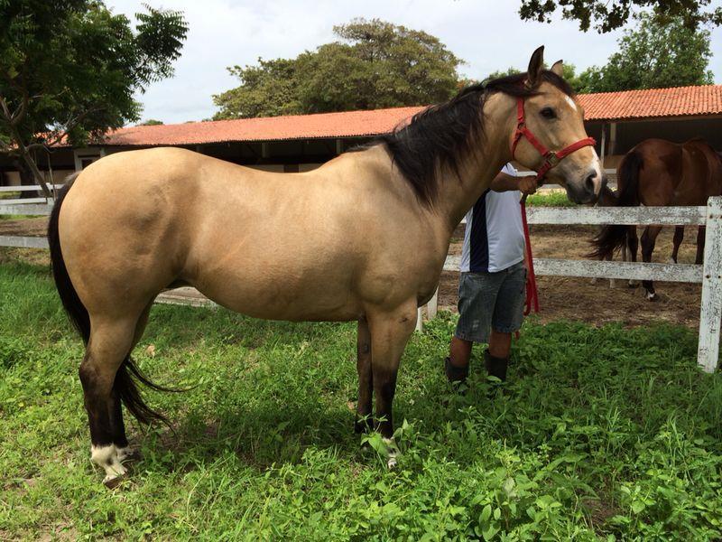 Intestino Grosso é muito grande e