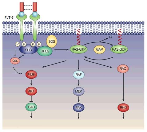 INTRODUÇÃO A proteína fms-like tyrosine kinase 3 (FLT3) é um receptor membranar da classe III com actividade de tirosina cinase (RTK) expresso em células precursoras hematopoiéticas normais que