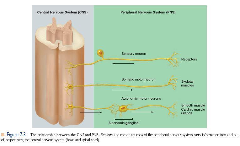 Organização do Sistema Nervoso Relação do Sistema Nervoso Central e Periférico Neurônios