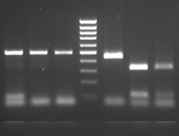 Cm m 600 pb 600 pb 200 pb 200 pb PCR RsaI PCR Bpu A1 c Cp Ch Cm m Cp Ch Cm 500 pb 100 pb PCR RsaI FIGURA 11 Fotografias de géis de agarose, após