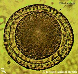 transmamaria Trichuris Capilaria Toxocara vitulorum Estrongilídeos Strongyloides