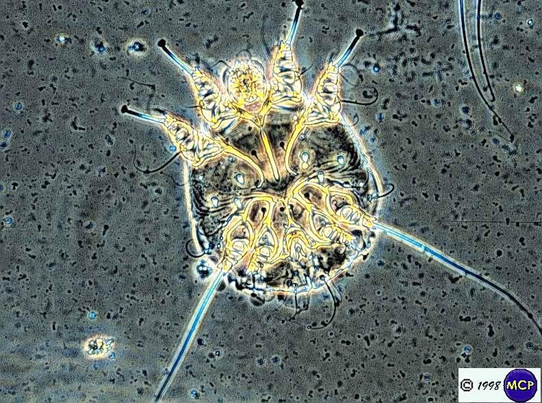 Ectoparasitas Ácaros: Sarcoptes cava túneis, pode ser transmitido para humanos.