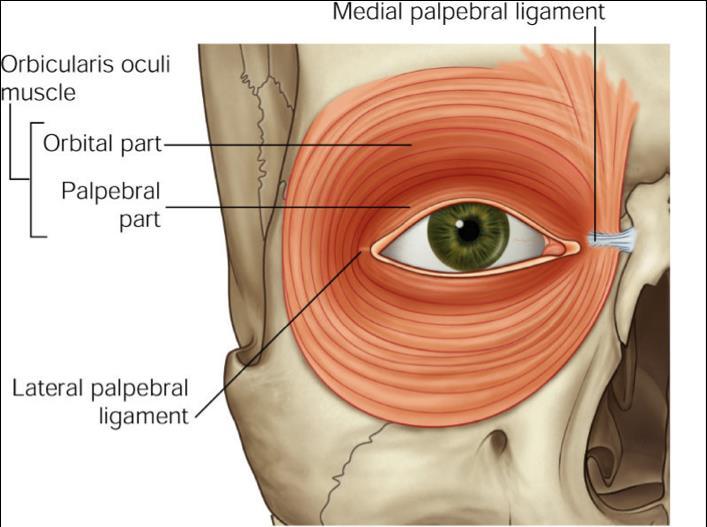 Pálpebras Ligamento palpebral medial Músculo orbicular do
