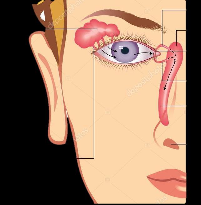 Aparelho lacrimal Glândula lacrimal Canalículo lacrimal Saco lacrimal Canalículo lacrimal