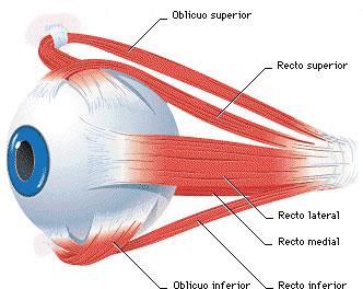 Músculos extrínsecos do bulbo do olho Esses músculos atuam juntos para movimentar as pálpebras superiores e os