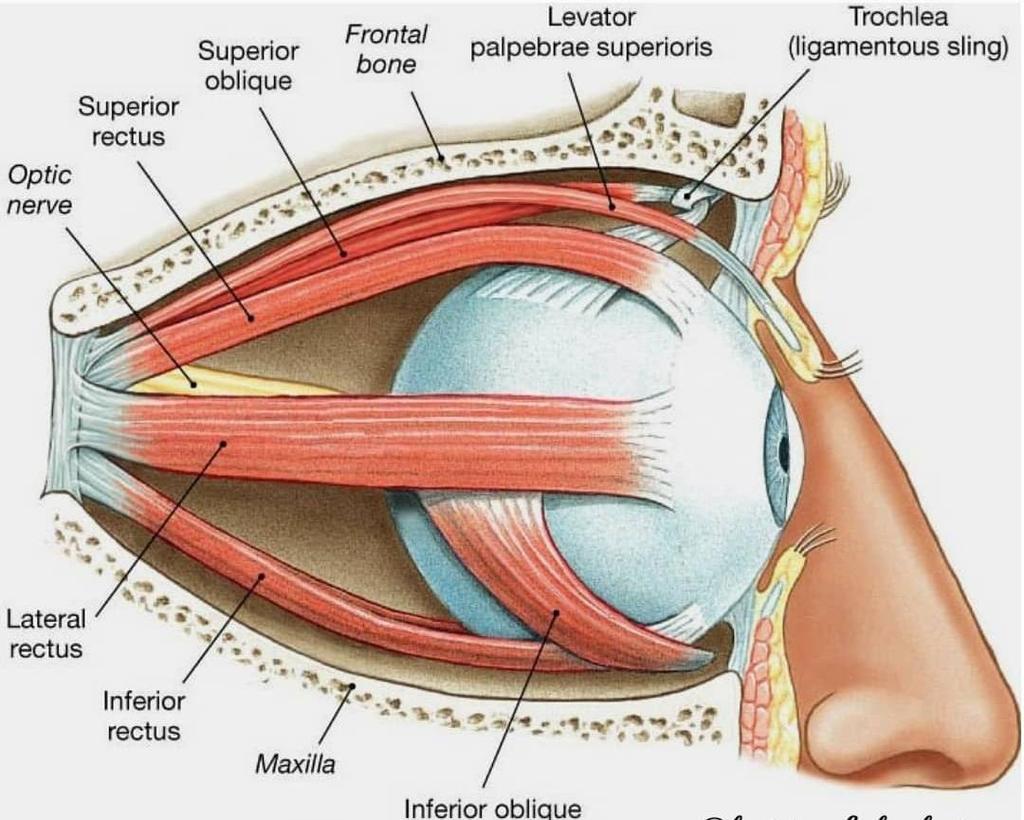 Músculos extrínsecos do bulbo do olho Esses músculos atuam