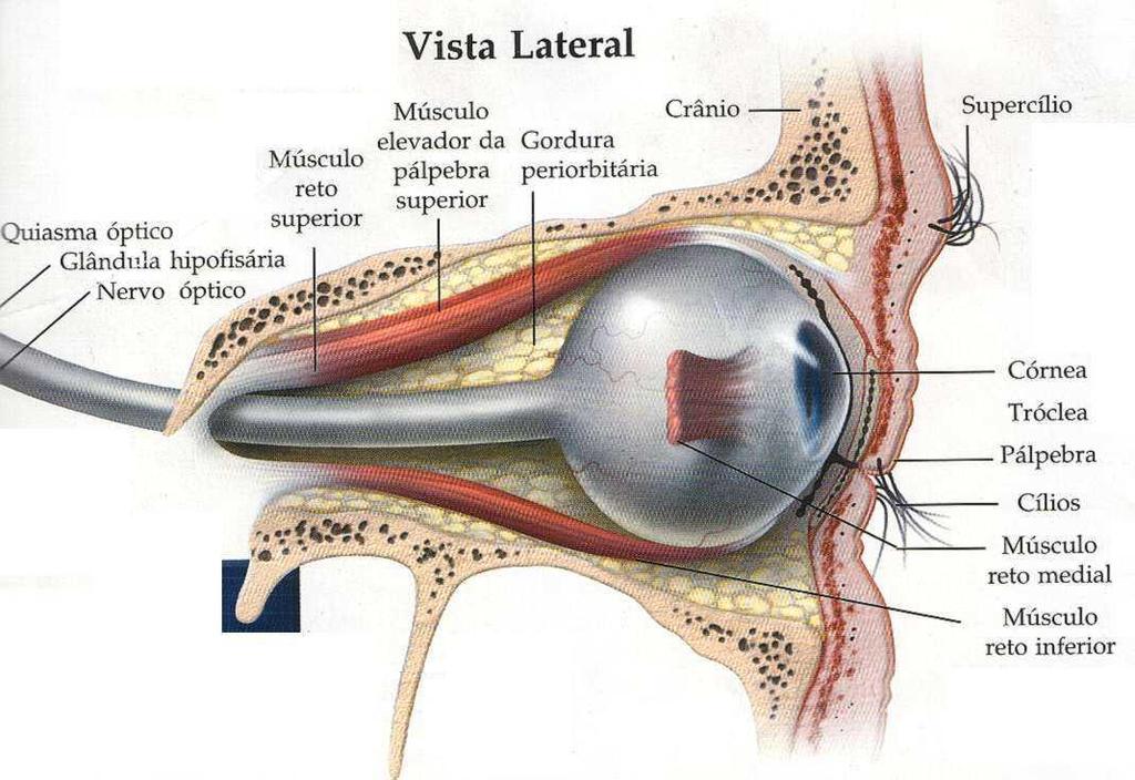 Bulbo do olho O bulbo do olho é comumente chamado de olho, contém