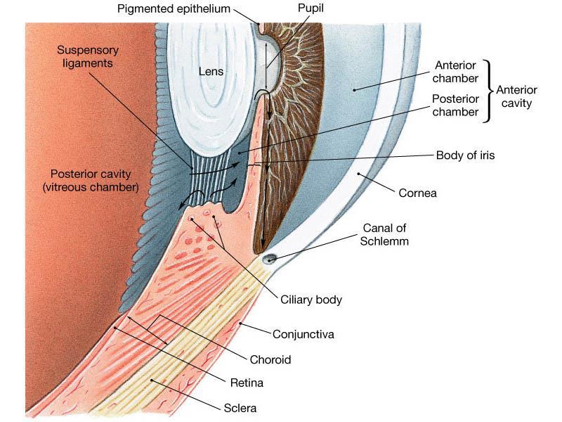 Bulbo do olho - Corpo ciliar: camada muscular e vascular que: une a Corioide à