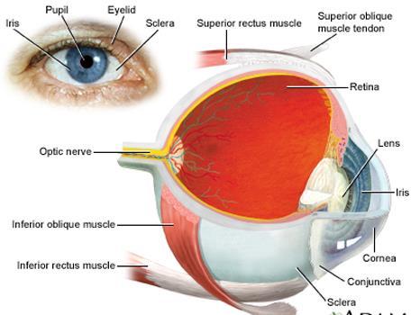 Bulbo do olho Túnica interna (camada interna), formada pela retina que tem duas partes, a ótica e não visual.