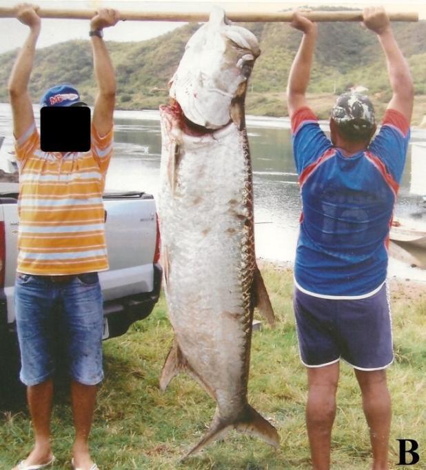 Eles informaram que estes fatores têm acelerado o avanço do mar e destas espécies. Houve relatos e registros de capturas de espécies eurialinas próximo à barragem de Xingó, como C. parallelus, C.