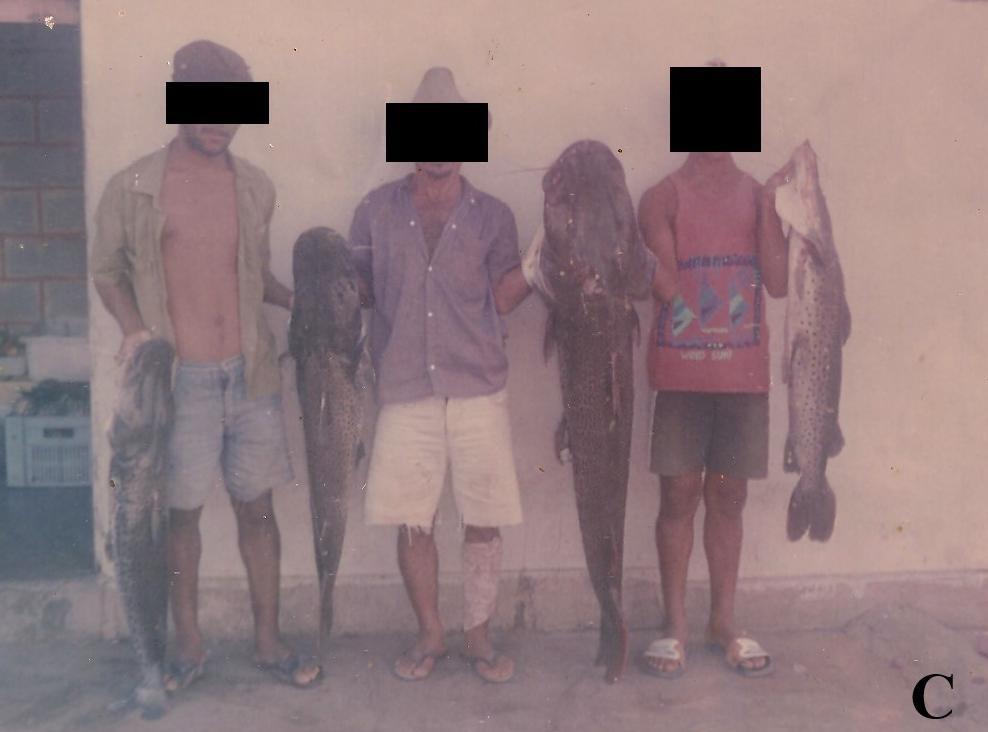 Figura 13: Registros da pesca de Surubins por pescadores do Povoado Quixaba (A), Piranhas (B) e Povoado Xingozinho (C) anterior à construção das barragens de Itaparica e Xingó.