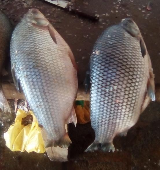 A gente pescava era 70/80 kg de Xira por semana porque tinha cheias no rio. (pescador do Povoado Ilha do Ouro) Surubim e Tubarana que eram bem procurados antes.