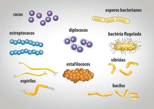 PRINCIPAIS FORMAS DAS BACTÉRIAS https://3.bp.blogspot.com A imensa maioria das bactérias heterotróficas obtém alimento pela decomposição do material orgânico disponível no ambiente.