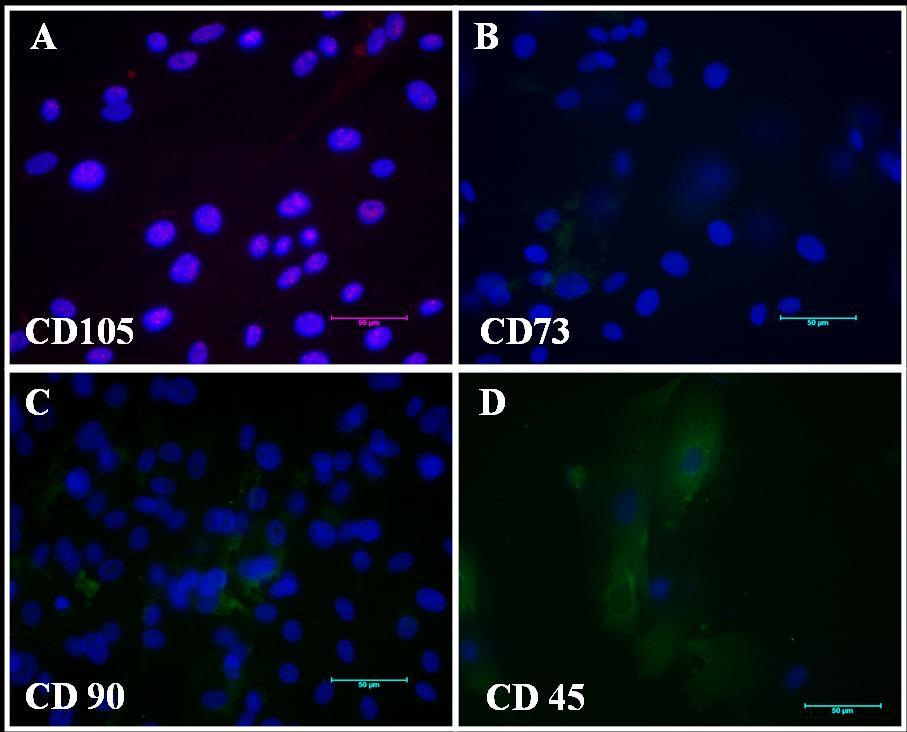 45 Realizamos os mesmos painéis de anticorpos para a realização do ensaio imunocitoquímico das células-tronco provenientes do saco vitelino de 50d, observamos a expressão de CD73, CD90 e CD105, sendo