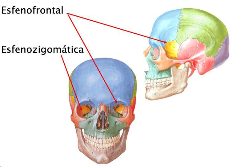 Frontal asas maiores e menores Zigomáticos antero-lateralmente Netter, 2015 1.