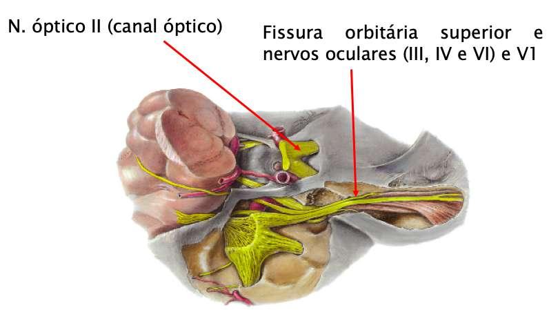 1.6 Outras relações Ø Nervo óptico (II) passa pelo canal óptico do esfenoide antes de chegar na órbita.