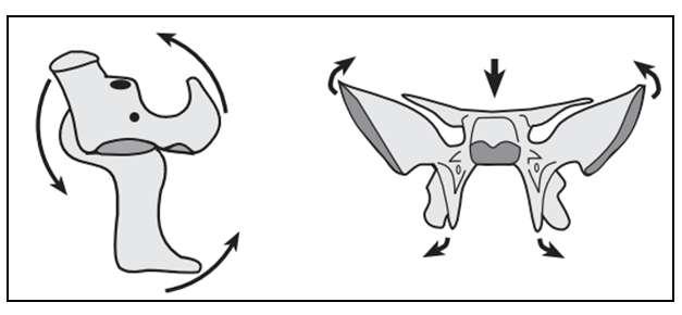 1.7 Fisiologia dos movimentos do esfenoide 1.7.1 Eixos de movimento Existe um eixo transversal que passa anteriormente a sela túrcica e permite os movimentos fisiológicos de flexão/extensão. 1.7.2