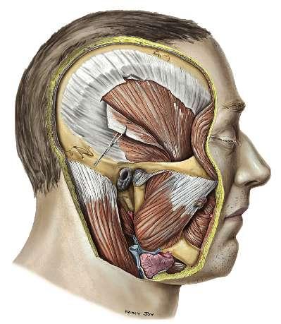 2.5 Fixações musculares ü Temporal ü Masseter Netter, 2015 ü Longuíssimo da cabeça ü