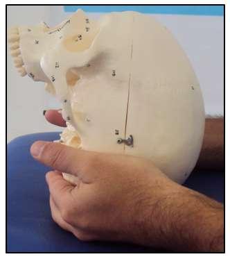 Teste dos temporais Na fase de flexão do impulso rítmico craniano, quando os temporais fazem a rotação anterior e externa, o avaliador deve sentir: As regiões tênares se deslocar nas direções