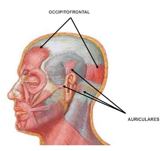 3.4 Fixações musculares ü Temporal ü Auriculares e occiptofrontal 3.5 