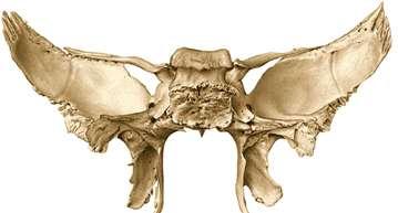 Asas Maiores Forame Redondo - passagem do ramo maxilar do nervo trigêmeo (V); Forame Oval - passagem do ramo mandibular do nervo trigêmeo e artéria meníngea acessória; Forame Espinhoso - passagem de