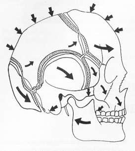 3.5.2 Movimentos dos parietais Durante a flexão/rotação externa craniana, o parietal realiza os seguintes movimentos: A sutura sagital desce e os parietais se horizontalizam; O vértice do crânio