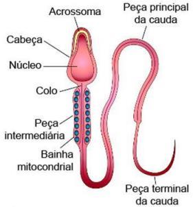 18 Figura 2. Estrutura do espermatozoide Fonte: Moore et al., Embriologia Básica, 2013, p.11.
