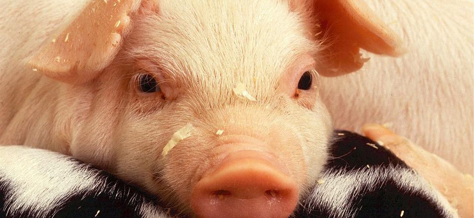 Preços e exportações O bom desempenho das exportações de carne suína in natura em abril reduziu a oferta do animal no mercado interno, impulsionando as cotações dos produtos suinícolas no Brasil.