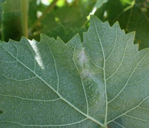 acastanhadas que correspondem às células mortas da epiderme que foram parasitadas pelo fungo.