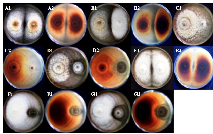 Figura 1 - Aspeto cultural das interações entre fungos do pé negro da videira e da doença de Petri: A1 (frente) - A2 (verso), Ilyonectria liriodendri x I. liriodendri; B1 (frente) - B2 (verso), I.