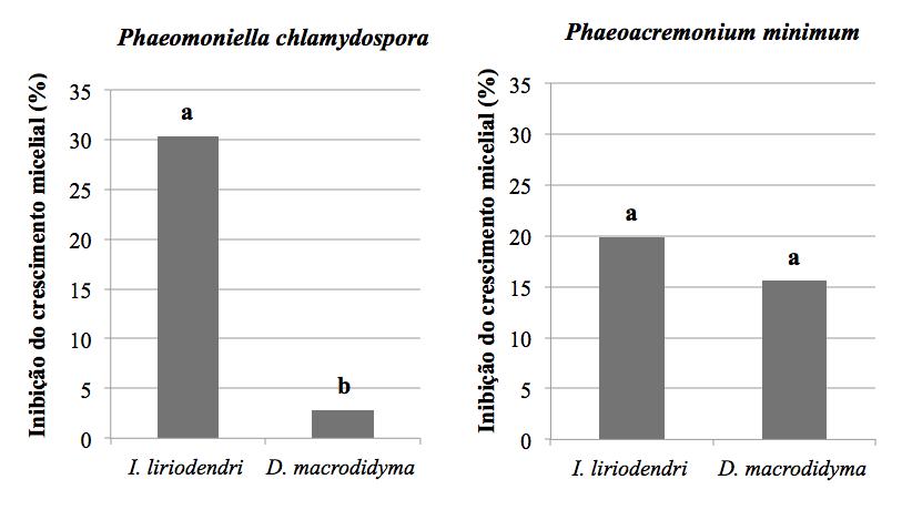 liriodendri x Phaeoacremonium minimum; E1 (frente) - E2 (verso), D. macrodidyma x D. macrodidyma; F1 (frente) - F2 (verso), D. macrodidyma x Pa. chlamydospora; G1 (frente) - G2 (verso), D.