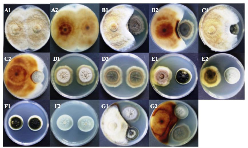 verifica-se uma ligeira inibição do crescimento de uma das colónias (Figura 4, A1-A2 e 5), o mesmo não se verificando na segunda colónia. Por sua vez, quando se analisa o crescimento micelial de F.