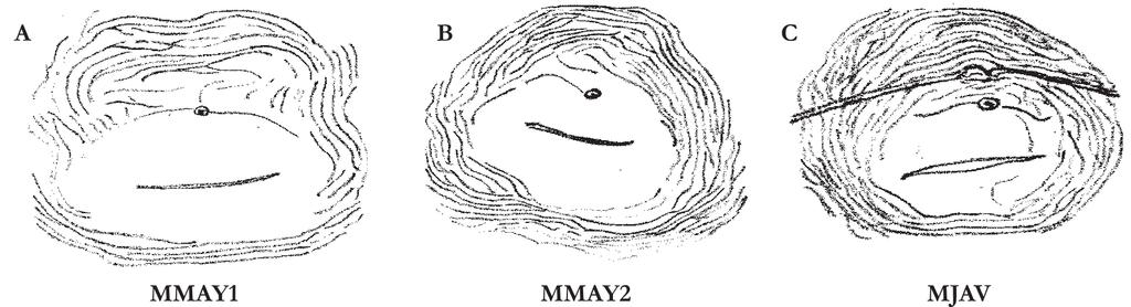 Ocorrência de Meloidogyne mayaguensis em Goiabeira no Estado do Tocantins Figura 2. Variação no padrão perineal de fêmeas de Meloidogyne mayaguensis. (A) MMAY1- M.