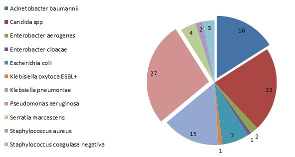 Gráfico 1 Distribuição dos