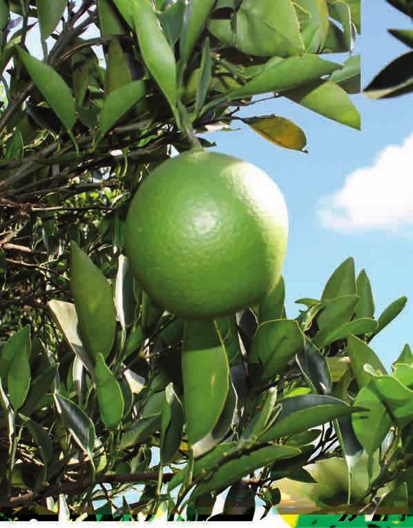 CAPA - Especial Citros ESTUDO DE CASO 2 CUSTO DE LARANJA NA REGIÃO NORTE CITRÍCOLA Diminuição no número de pés por idade avançada reduz produtividade e aumenta o custo de produção A Fazenda 2, também