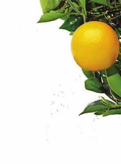 NA CITRICULTURA? esa fitossanitária e união dos produtores abilidade da produção citrícola dois anos, dois se destacam: baixa rentabilidade e aumento na incidência de greening (HLB).