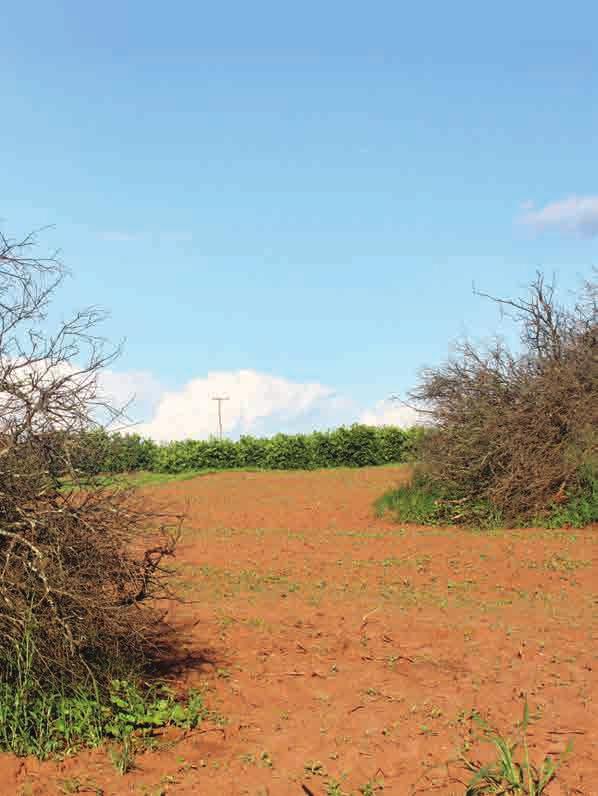 CAPA - Especial Citros Fazenda 1: Por enquanto, pretendo manter o que eu tenho com laranja. No curto prazo, estou buscando alternativas de comercialização da minha fruta.