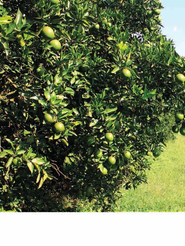 CAPA - Especial Citros ESTUDO DE CASO 1 CUSTO DE PRODUÇÃO DE LARANJA NA REGIÃO CENTRAL CITRÍCOLA Apesar da redução de custo por hectare, significativa perda na colheita da laranja eleva o custo por