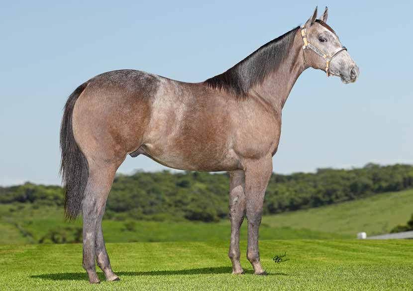 Lote 18 ENRICO FLASH HS2 P275029 M T 07/02/18 FLASH GUN RE EMPENHADA ROXA PG BILLY GRAY LA FLASHPOINT KRB SILVER WILD SLN (ROXAO) EMPENHADA PLAYGUN MISS FRECKLES REED DOC`S GAMAY PEPITA SKR WILD DASH