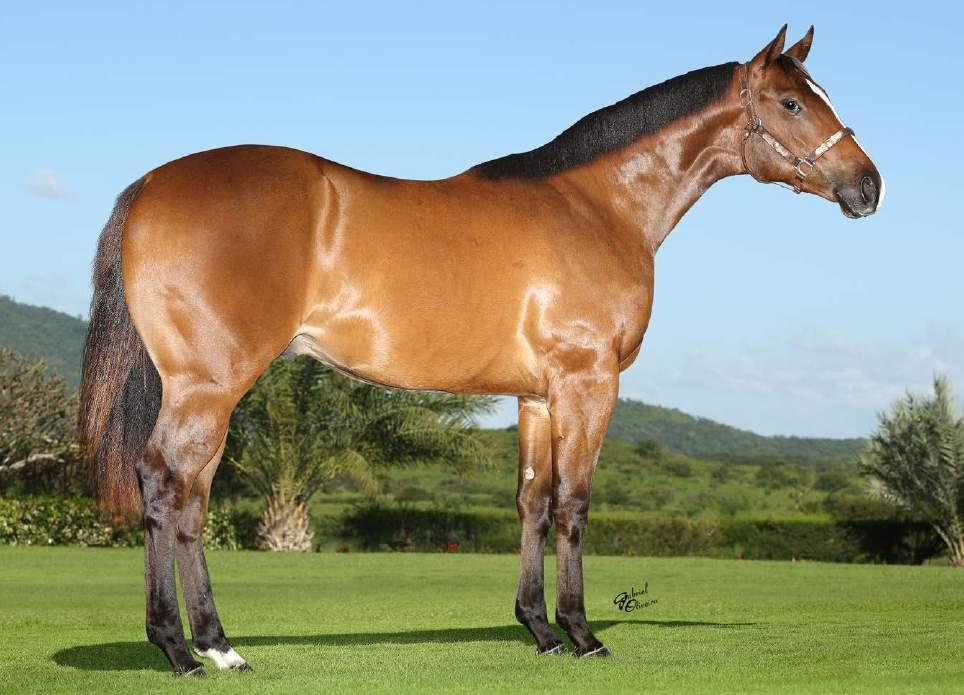 02 LOTE MASERATI CHICKS P243429 M CASTANHO 02/07/16 Vendedor: FAZENDA HARAS CLARO CASINO CHICKS HIDRICA FOR ME CHICKS BEDUINO FLATTERING WAYS CORONA FOR ME AVA TRIGER BEDUINO BEDUINO A CLASSY CHICK