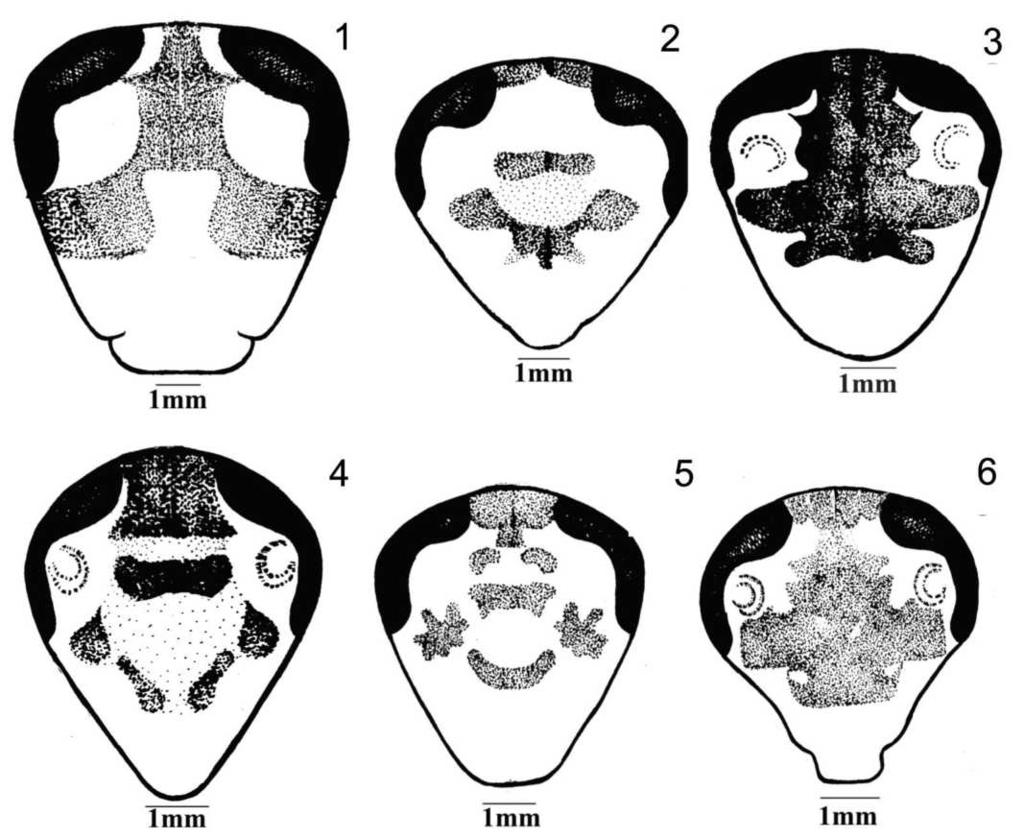 94 LOPES & OLIVEIRA Figs. 1-6. Cabeça (, frontal): 1, Blaptica dubia (Serville, 1839); 2, B. confusa sp. nov.; 3, B. formosa sp. nov.; 4, B. gaucha sp. nov.; 5, B. rothi sp. nov.; 6, B. sulina sp.