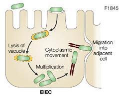 E. coli enteroinvasiva (EIEC) Alimentos e água contaminados; Raras nos países em desenvolvimento acomete crianças e adultos; A bactéria se adere, invade, destrói