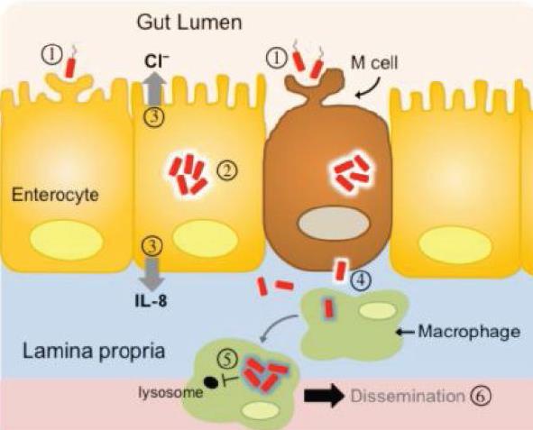Salmonella Adere à mucosa do ID, invade células M e enterócitos; Permanecem em um vacúolo endocítico e se multiplicam; Podem ser liberadas na corrente sanguínea ou linfática; Ilhas de patogenicidade